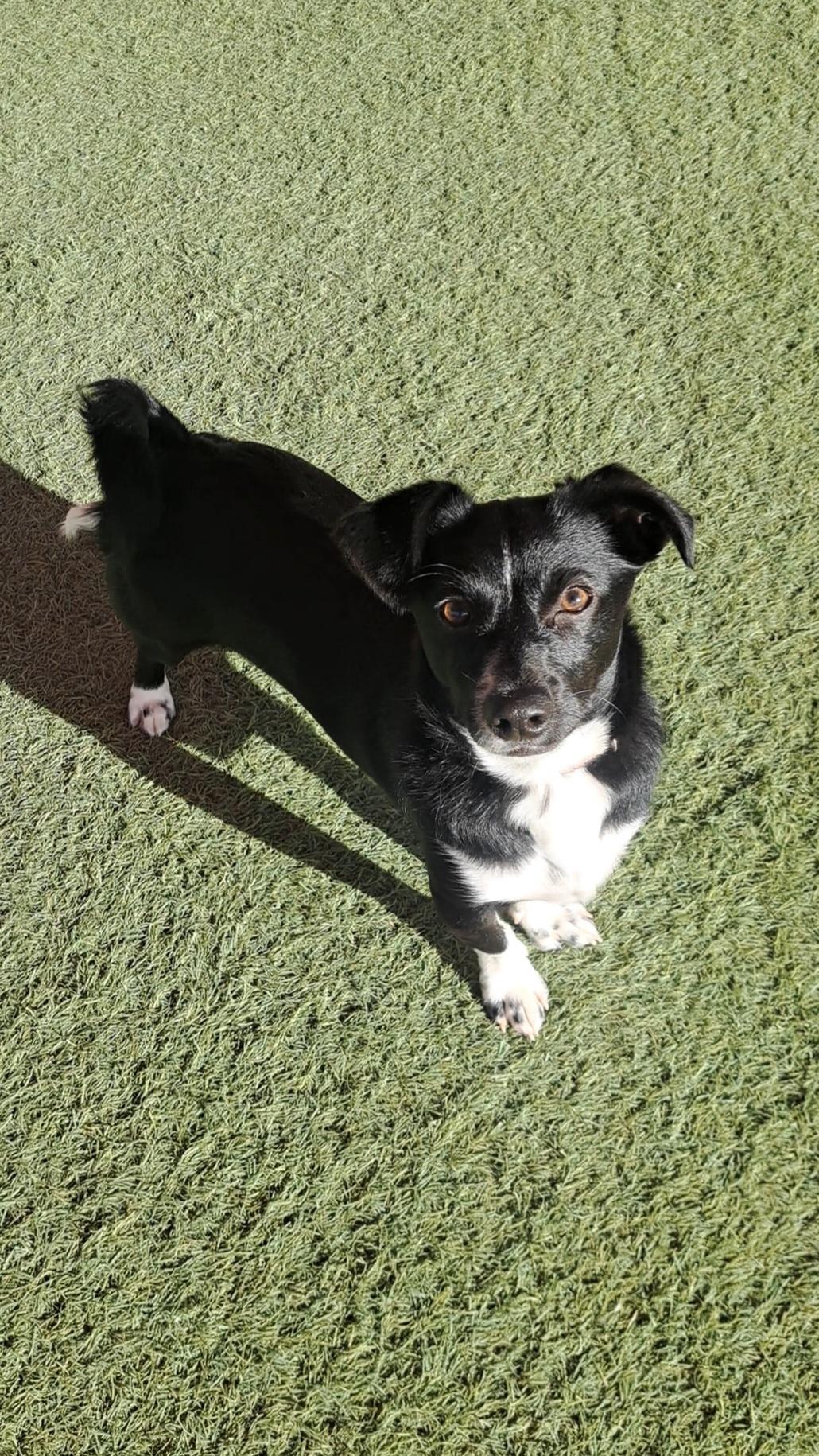 Braxton, an adoptable mixed breed in Glendale, AZ image 5/5