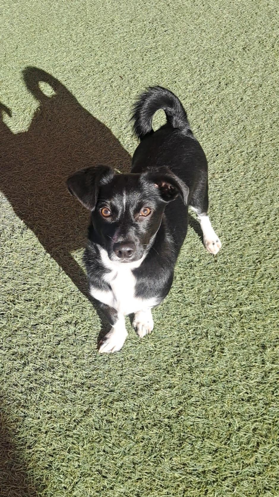 Braxton, an adoptable mixed breed in Glendale, AZ image 3/5