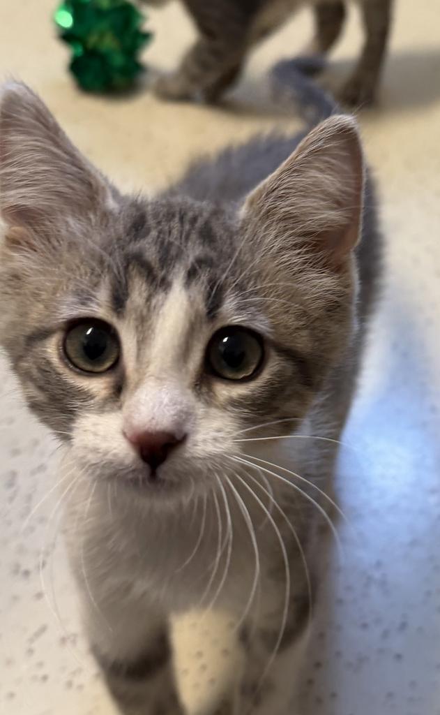 Robert, Adoptable, Young Male Domestic Short Hair.