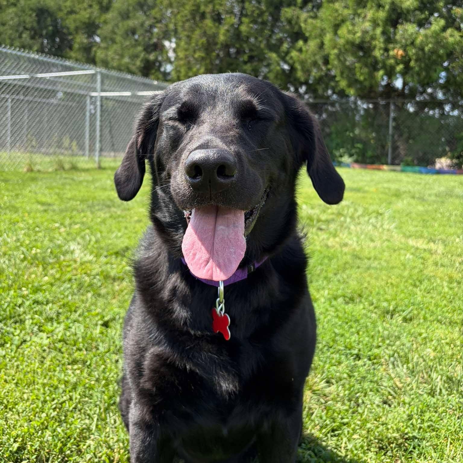 Flower, an adopted Labrador Retriever in Valparaiso, IN image 2/2