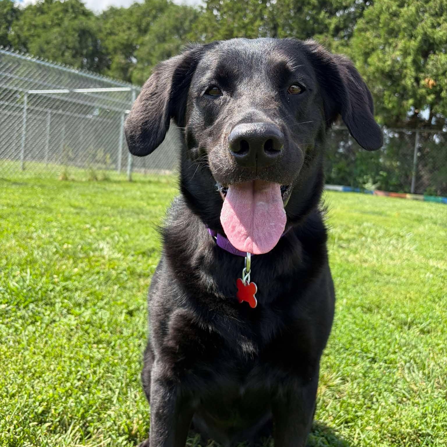 Flower, an adopted Labrador Retriever in Valparaiso, IN image 1/2