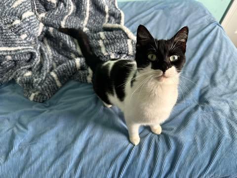 Cookie, a ADOPTABLE Domestic Short Hair in East Lansing, MI image 3/4