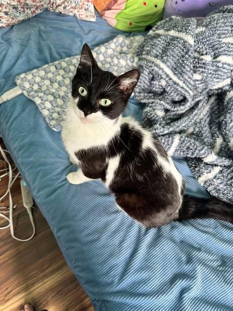 Cookie, a ADOPTABLE Domestic Short Hair in East Lansing, MI image 4/4