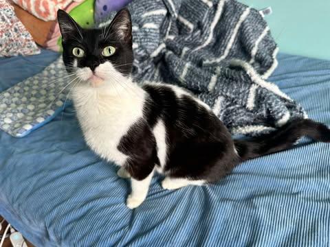 Cookie, a ADOPTABLE Domestic Short Hair in East Lansing, MI image 1/4