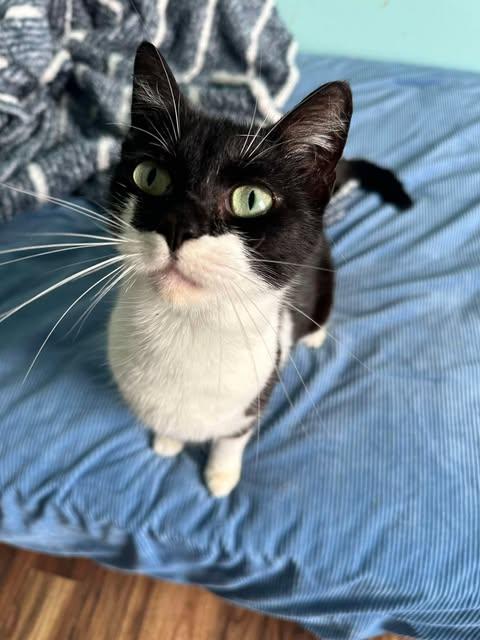 Cookie, a ADOPTABLE Domestic Short Hair in East Lansing, MI image 2/4