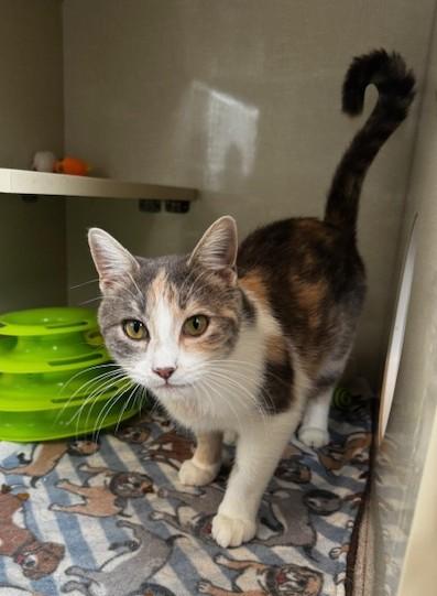 Jan, an adoptable Domestic Short Hair in Hutchinson, MN image 1/2