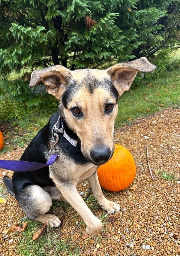 Enlarge RUSS, a ADOPTABLE mixed breed in Pegram, TN image 6/6