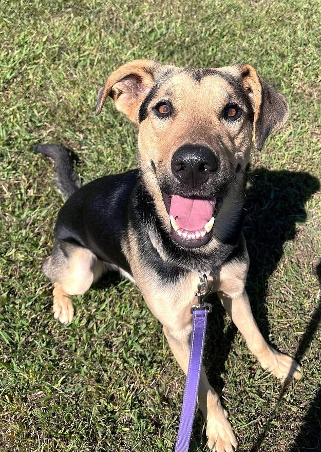 Enlarge RUSS, a ADOPTABLE mixed breed in Pegram, TN image 5/6