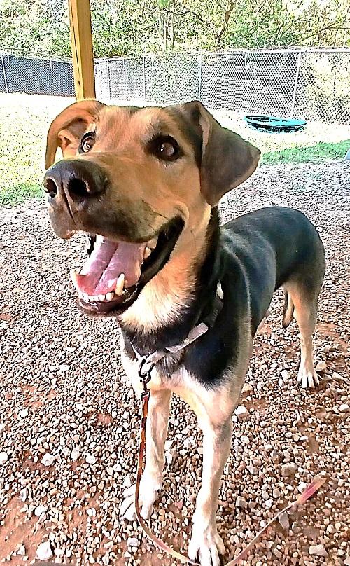 RUSS, ADOPTABLE, Adult Male Coonhound.