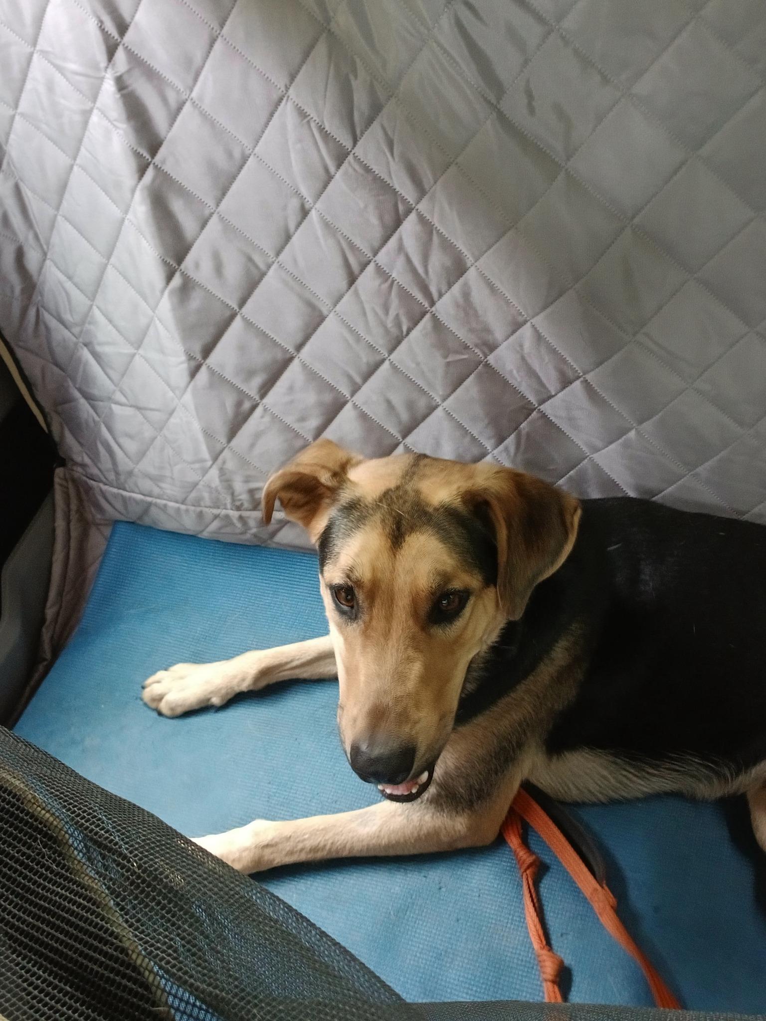 RUSS, a ADOPTABLE mixed breed in Pegram, TN image 2/6