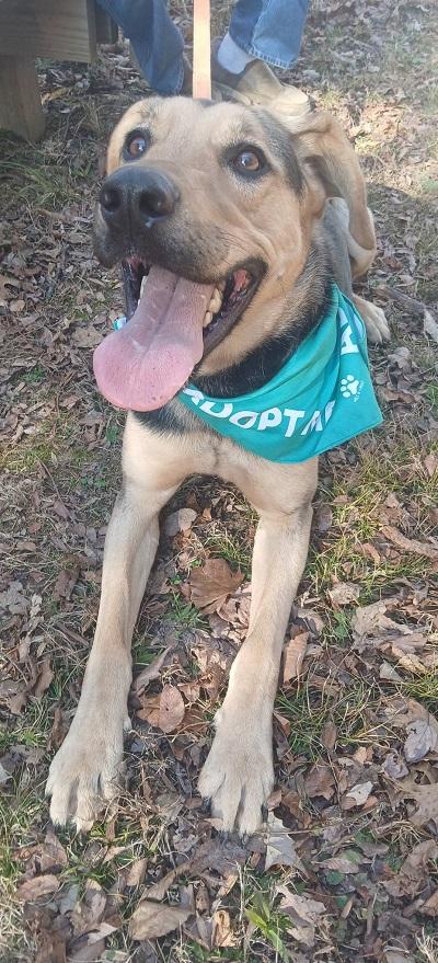 Enlarge RUSS, a ADOPTABLE mixed breed in Pegram, TN image 4/6