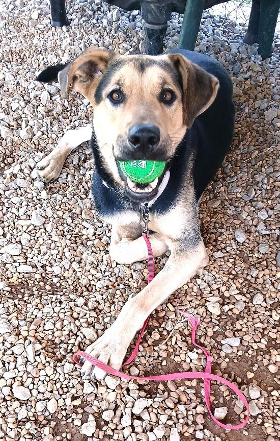 RUSS, a ADOPTABLE mixed breed in Pegram, TN image 3/6
