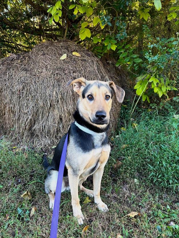 RUSS, a ADOPTABLE mixed breed in Pegram, TN image 4/6