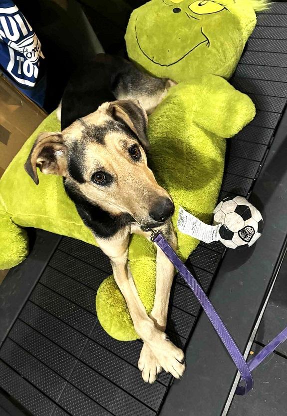 RUSS, a ADOPTABLE mixed breed in Pegram, TN image 5/6