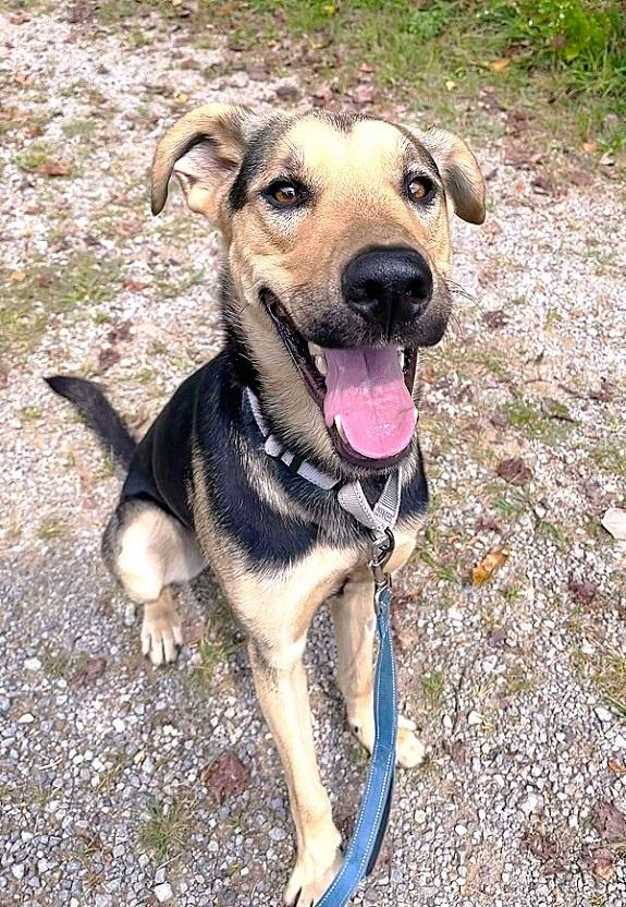 RUSS, a ADOPTABLE mixed breed in Pegram, TN image 6/6