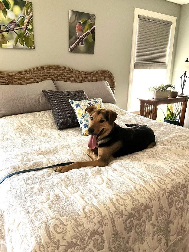 Enlarge RUSS, a ADOPTABLE mixed breed in Pegram, TN image 3/6