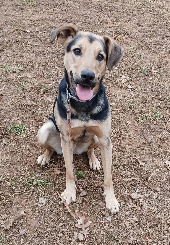 RUSS, ADOPTABLE, Adult Male Coonhound.