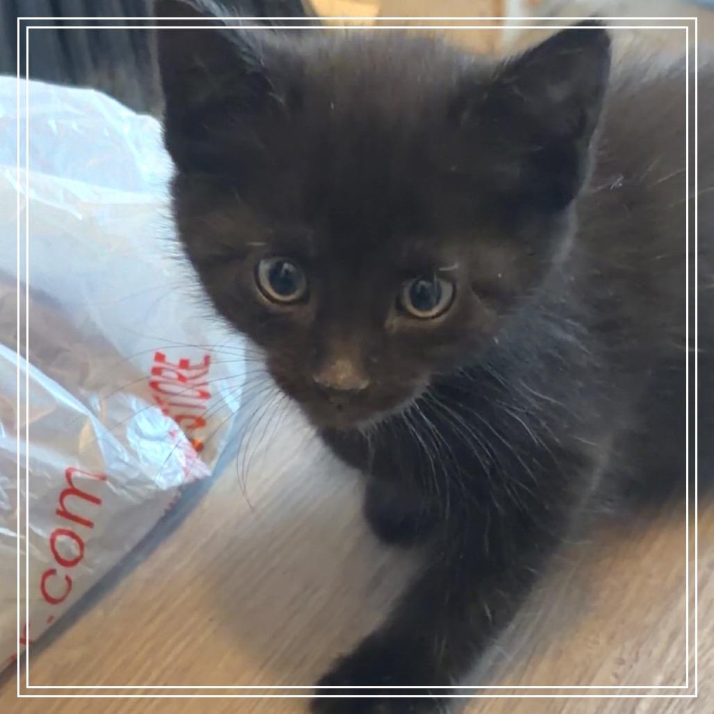 Hades, Adoptable, Kitten Male Domestic Short Hair.