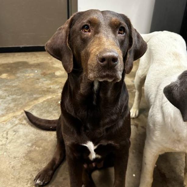 Daphne, Adoptable, Senior Female Labrador Retriever & Mixed Breed.