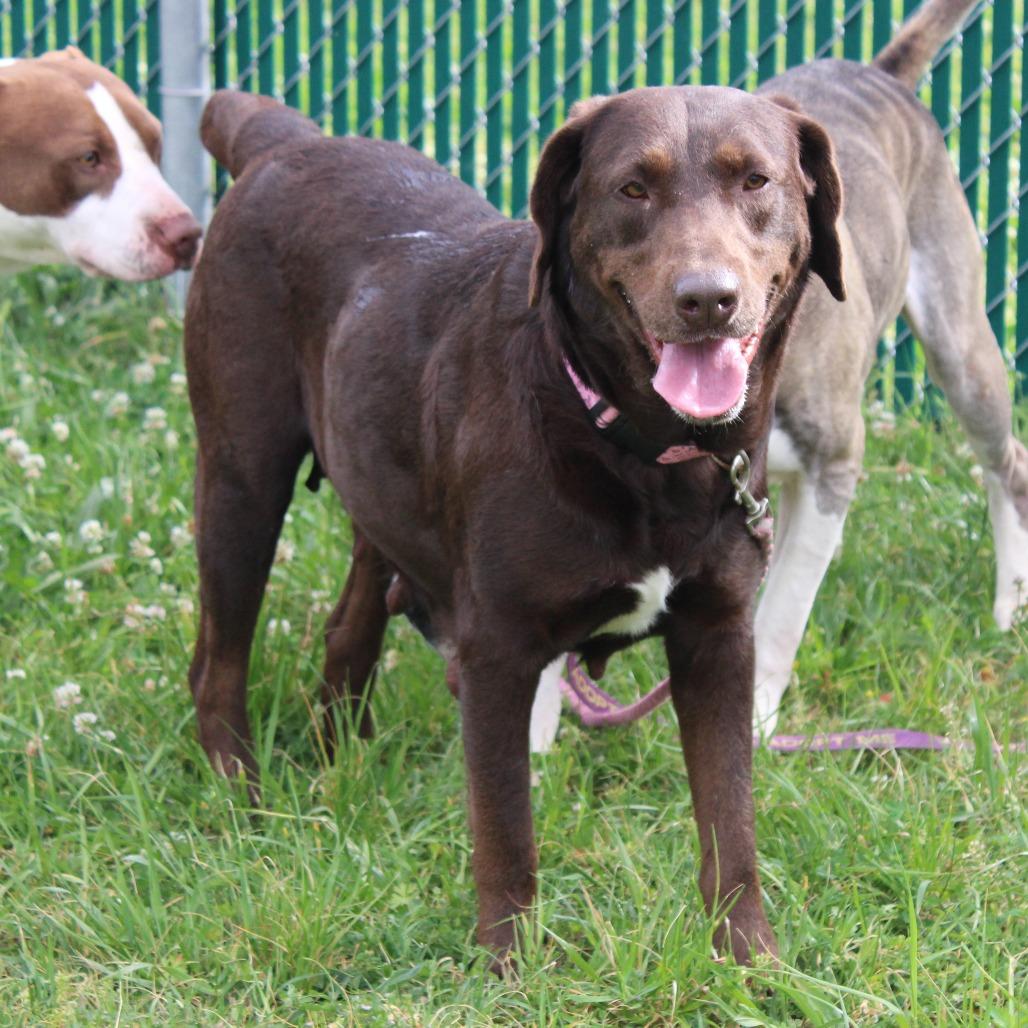 Enlarge Daphne, a Adoptable mixed breed in Cleveland, MS image 2/5