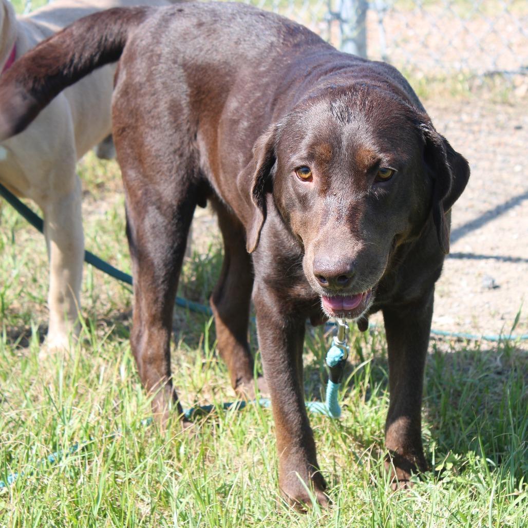 Enlarge Daphne, a Adoptable mixed breed in Cleveland, MS image 3/5