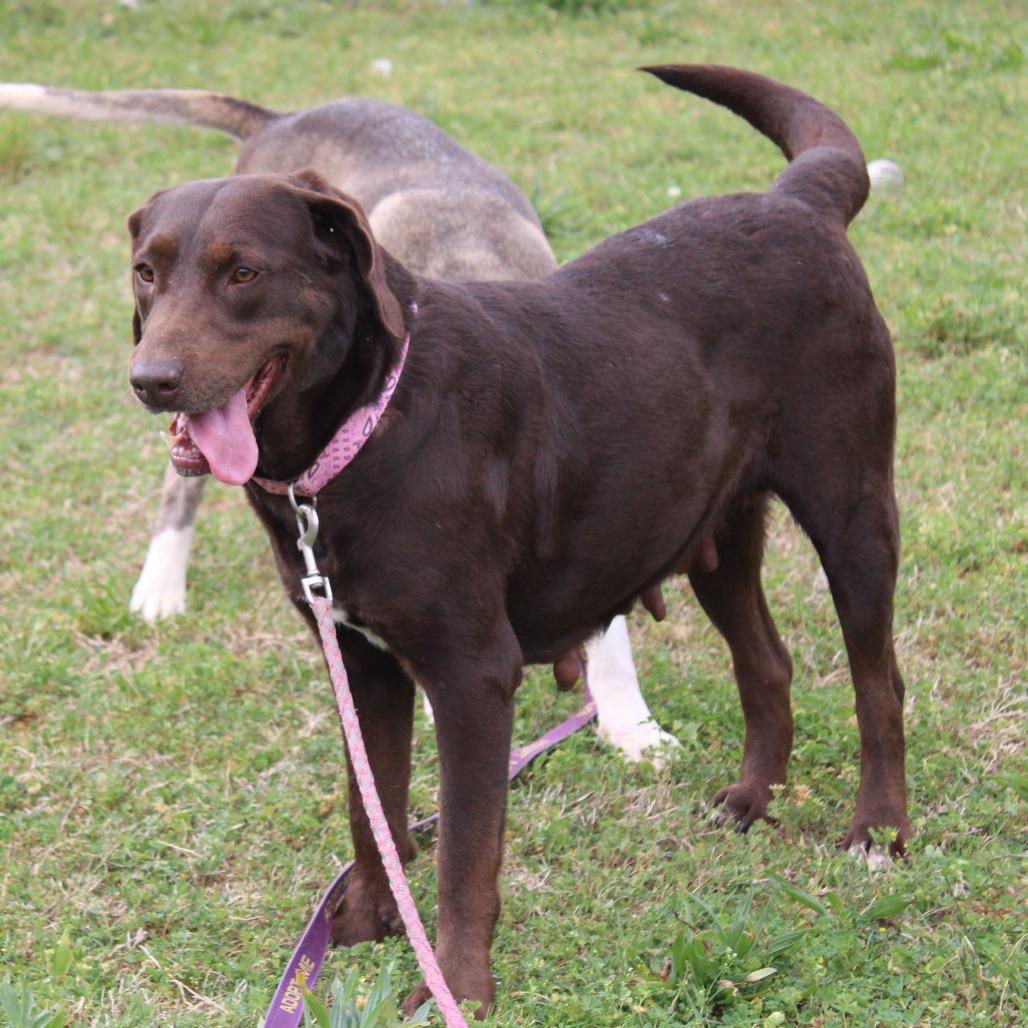 Enlarge Daphne, a Adoptable mixed breed in Cleveland, MS image 4/5