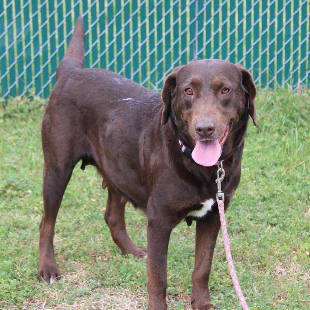 Enlarge Daphne, a Adoptable mixed breed in Cleveland, MS image 5/5