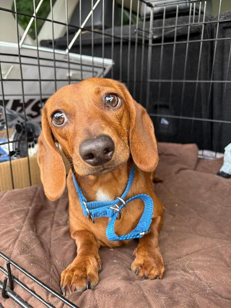 Macaroni, Adoptable, Young Male Dachshund.
