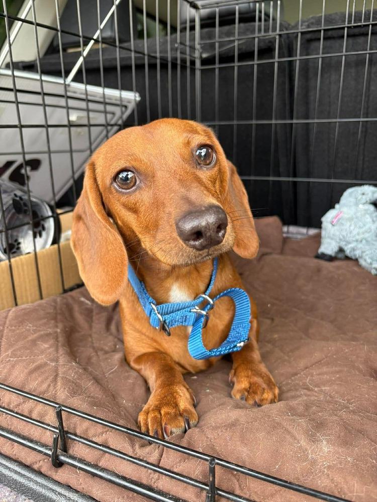 Macaroni, a Adoptable Dachshund in Middletown, CT image 2/6
