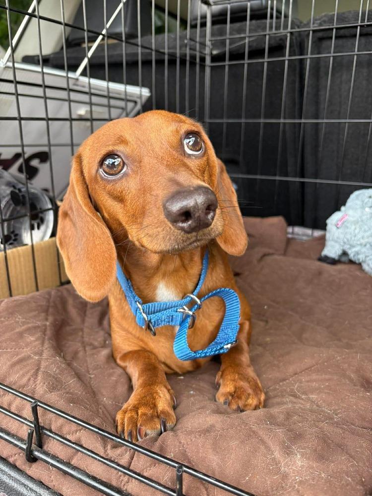 Macaroni, a Adoptable Dachshund in Middletown, CT image 3/6