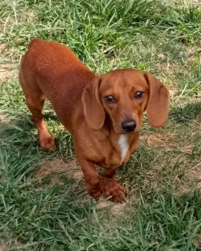 Macaroni, a Adoptable Dachshund in Middletown, CT image 4/6
