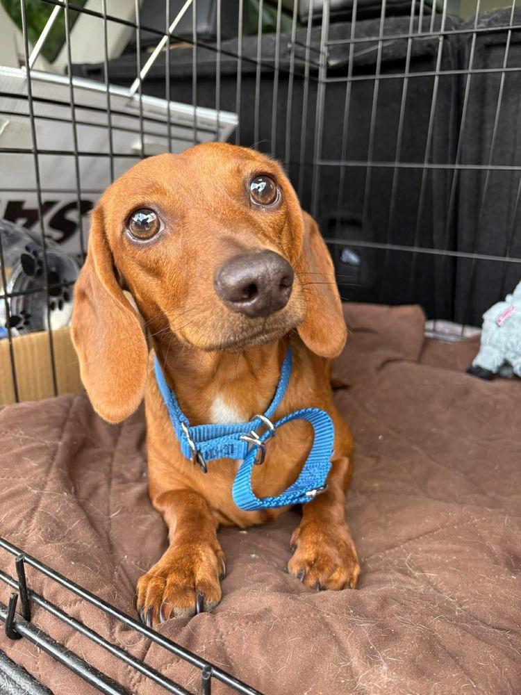 Macaroni, a Adoptable Dachshund in Middletown, CT image 5/6