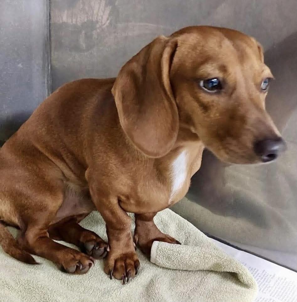 Macaroni, a Adoptable Dachshund in Middletown, CT image 6/6