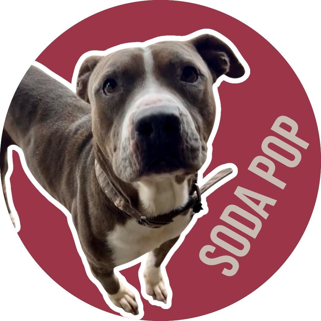 Soda Pop, ADOPTABLE, Adult Male Pit Bull Terrier.