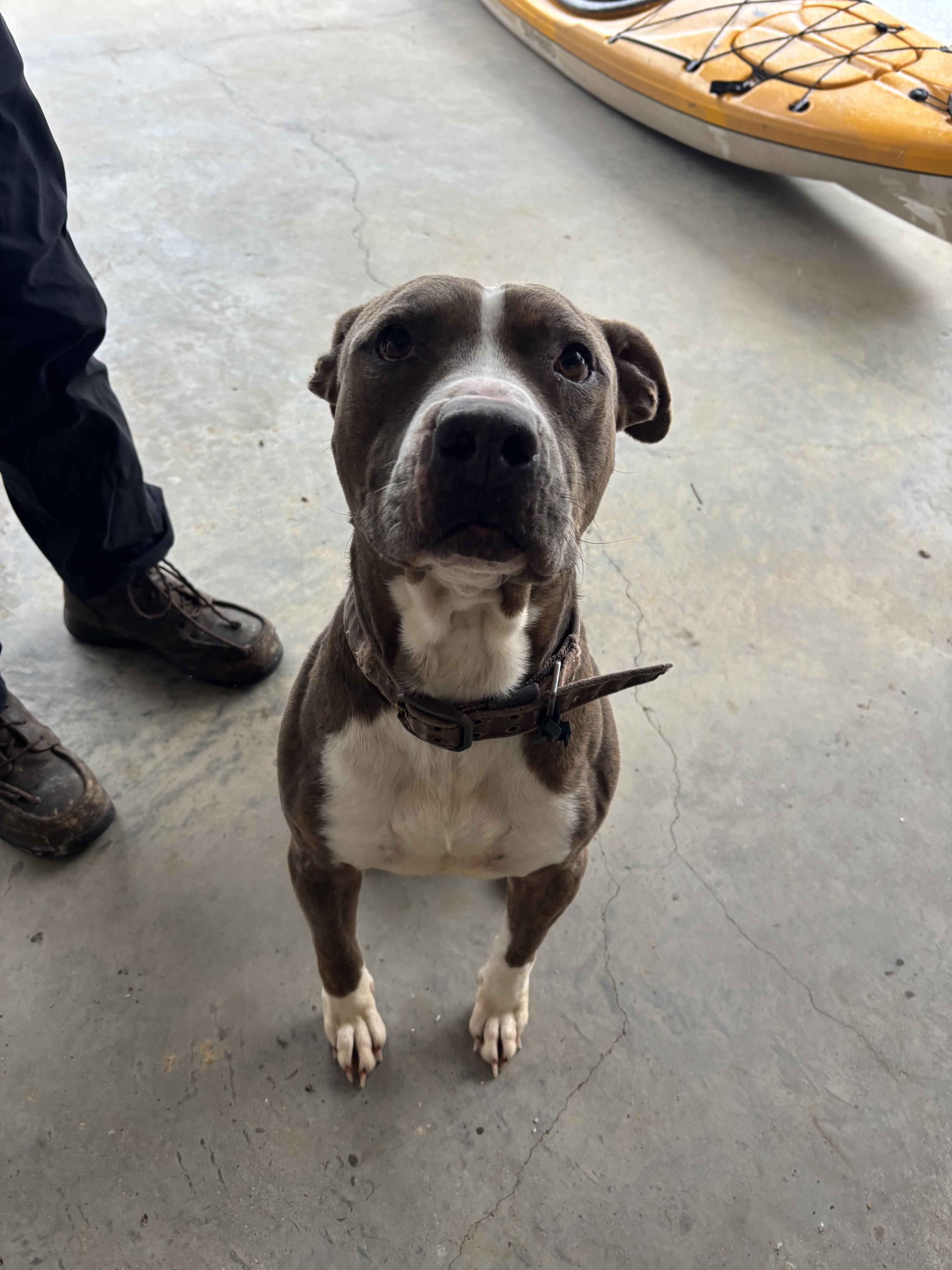 Enlarge Soda Pop, a ADOPTABLE Pit Bull Terrier in Athens, TX image 2/6