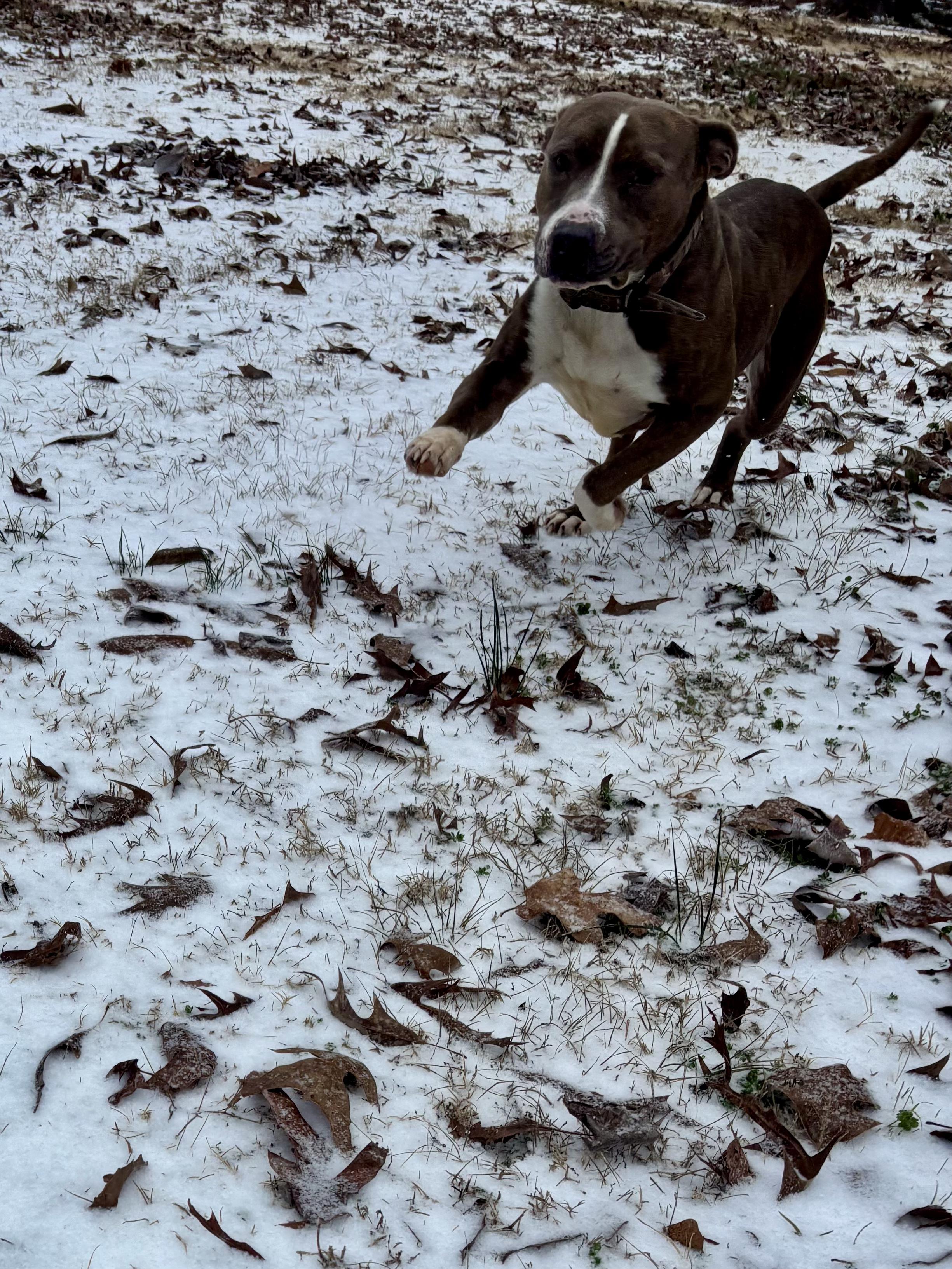 Enlarge Soda Pop, a ADOPTABLE Pit Bull Terrier in Athens, TX image 6/6