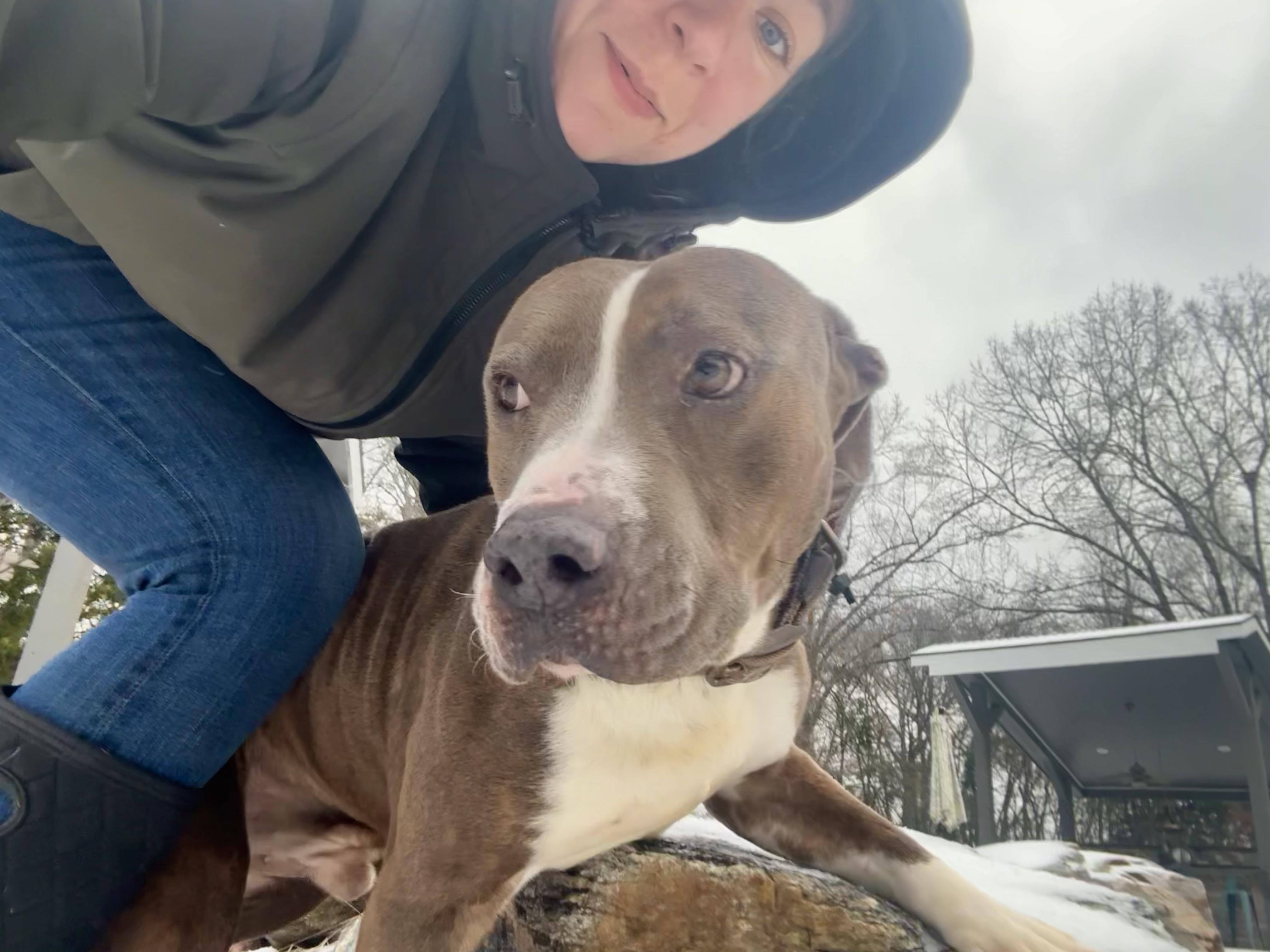 Enlarge Soda Pop, a ADOPTABLE Pit Bull Terrier in Athens, TX image 3/6