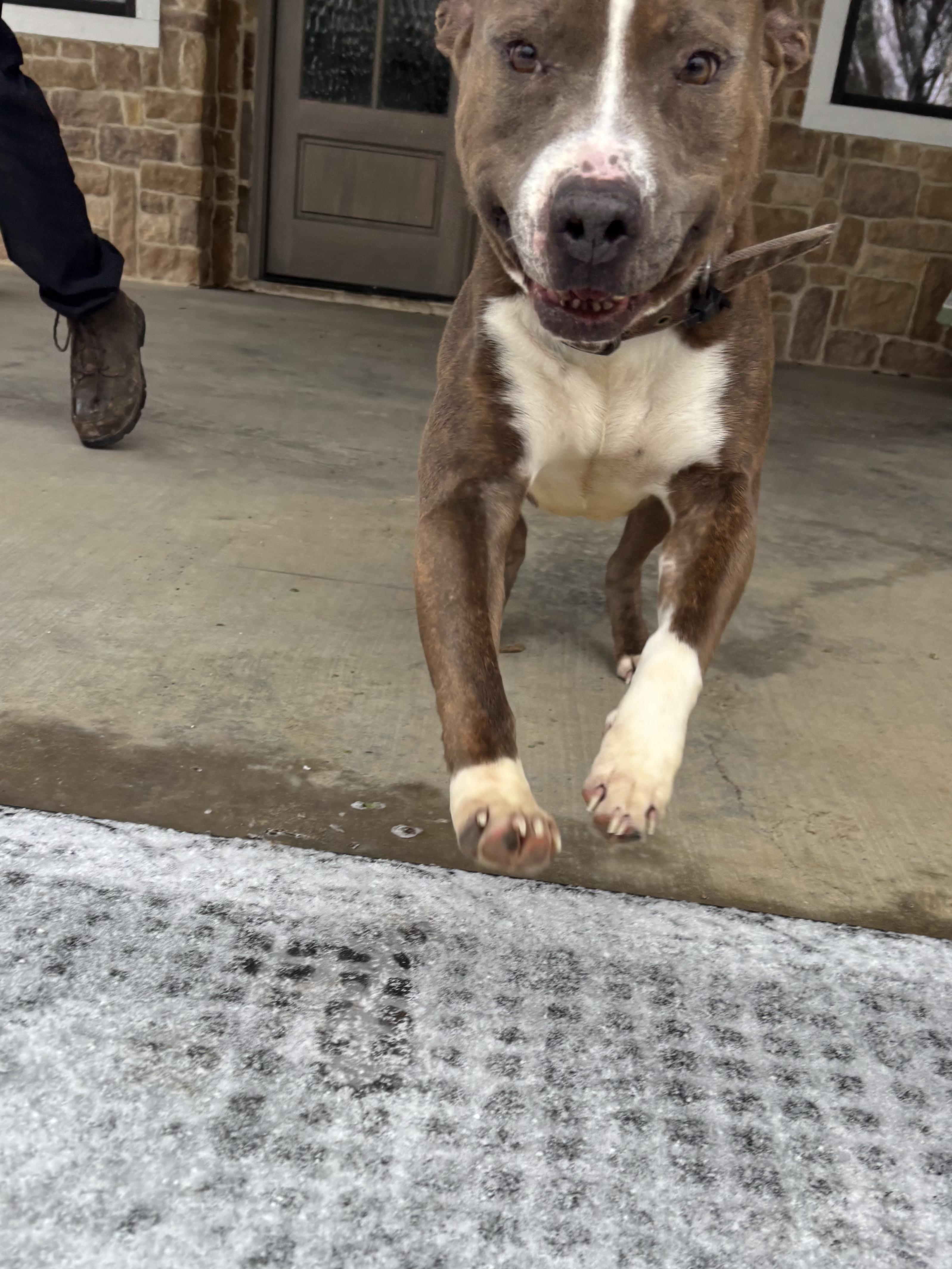 Enlarge Soda Pop, a ADOPTABLE Pit Bull Terrier in Athens, TX image 4/6