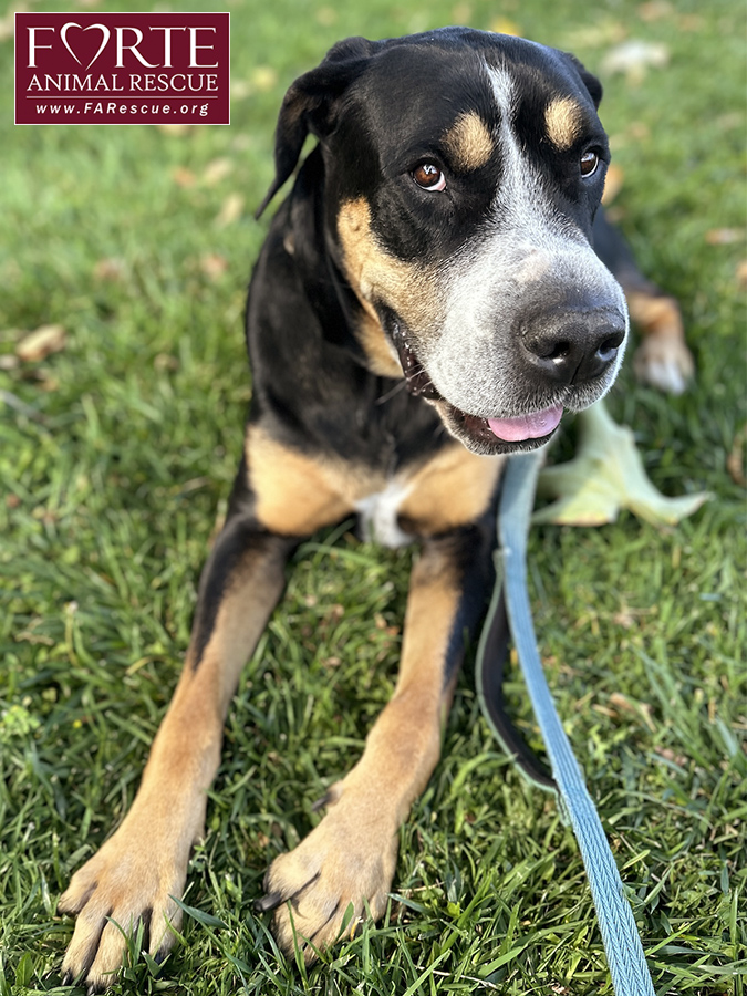 Enlarge Milton, a Adoptable mixed breed in Marina Del Rey, CA image 12/18