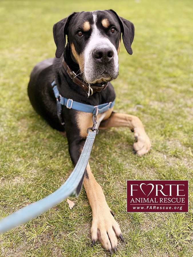 Enlarge Milton, a Adoptable mixed breed in Marina Del Rey, CA image 14/18