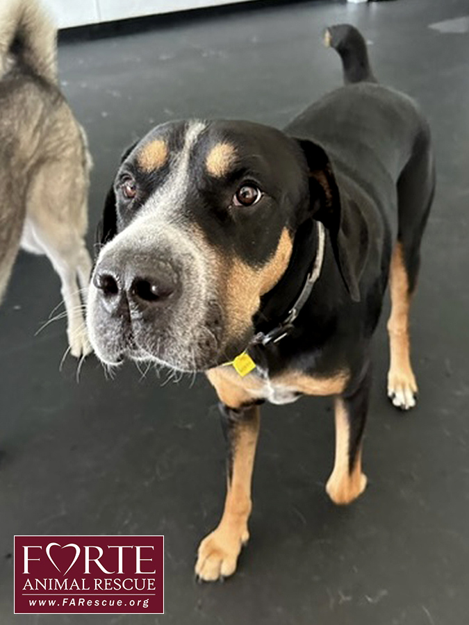 Enlarge Milton, a Adoptable mixed breed in Marina Del Rey, CA image 16/18