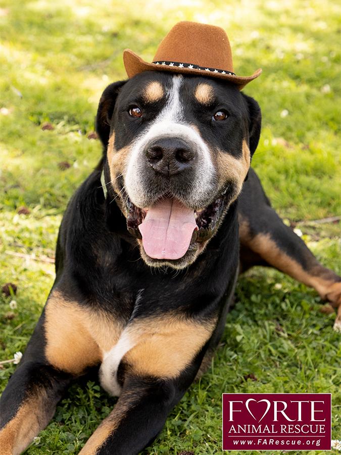 Milton, a Adoptable mixed breed in Marina Del Rey, CA image 5/6