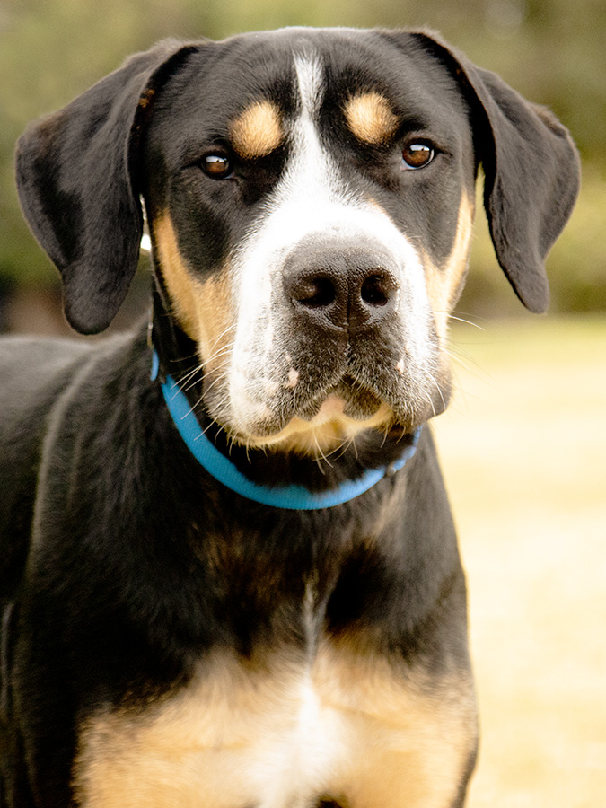 Milton, a Adoptable mixed breed in Marina Del Rey, CA image 1/18