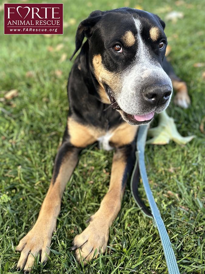 Milton, a Adoptable mixed breed in Marina Del Rey, CA image 6/6