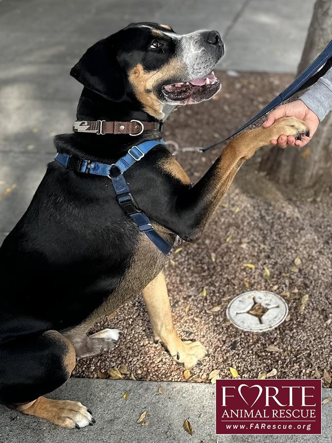 Milton, a Adoptable mixed breed in Marina Del Rey, CA image 4/6