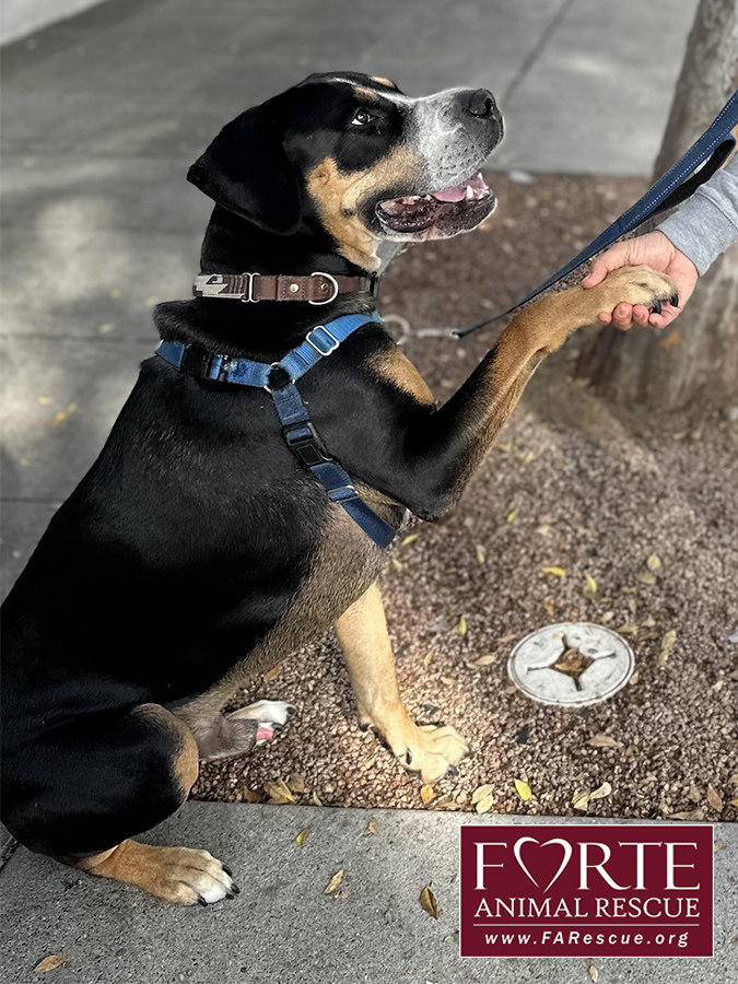 Enlarge Milton, a Adoptable mixed breed in Marina Del Rey, CA image 8/18