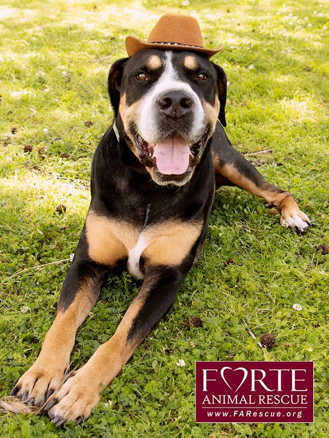 Milton, a Adoptable mixed breed in Marina Del Rey, CA image 2/6