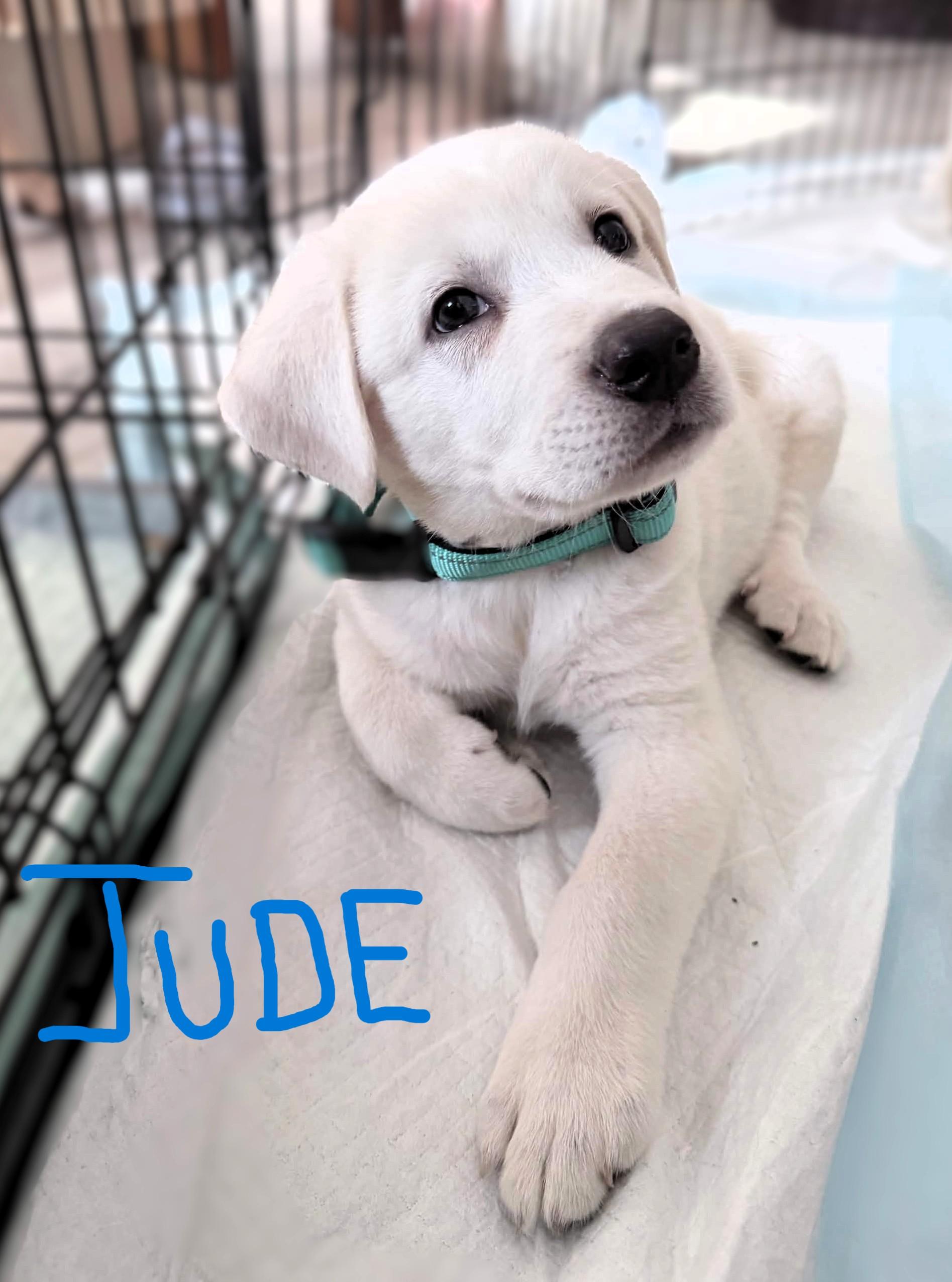 Enlarge The Beatles Pups.....George, Ringo, Lennon & Jude, a Adoptable mixed breed in Portland, OR image 4/4