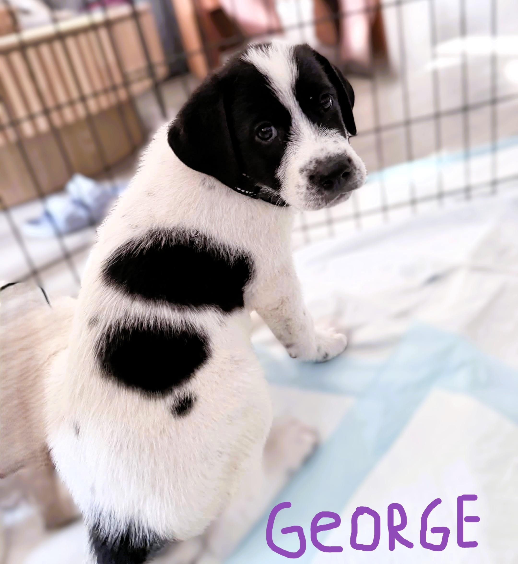 Enlarge The Beatles Pups.....George, Ringo, Lennon & Jude, a Adoptable mixed breed in Portland, OR image 1/4