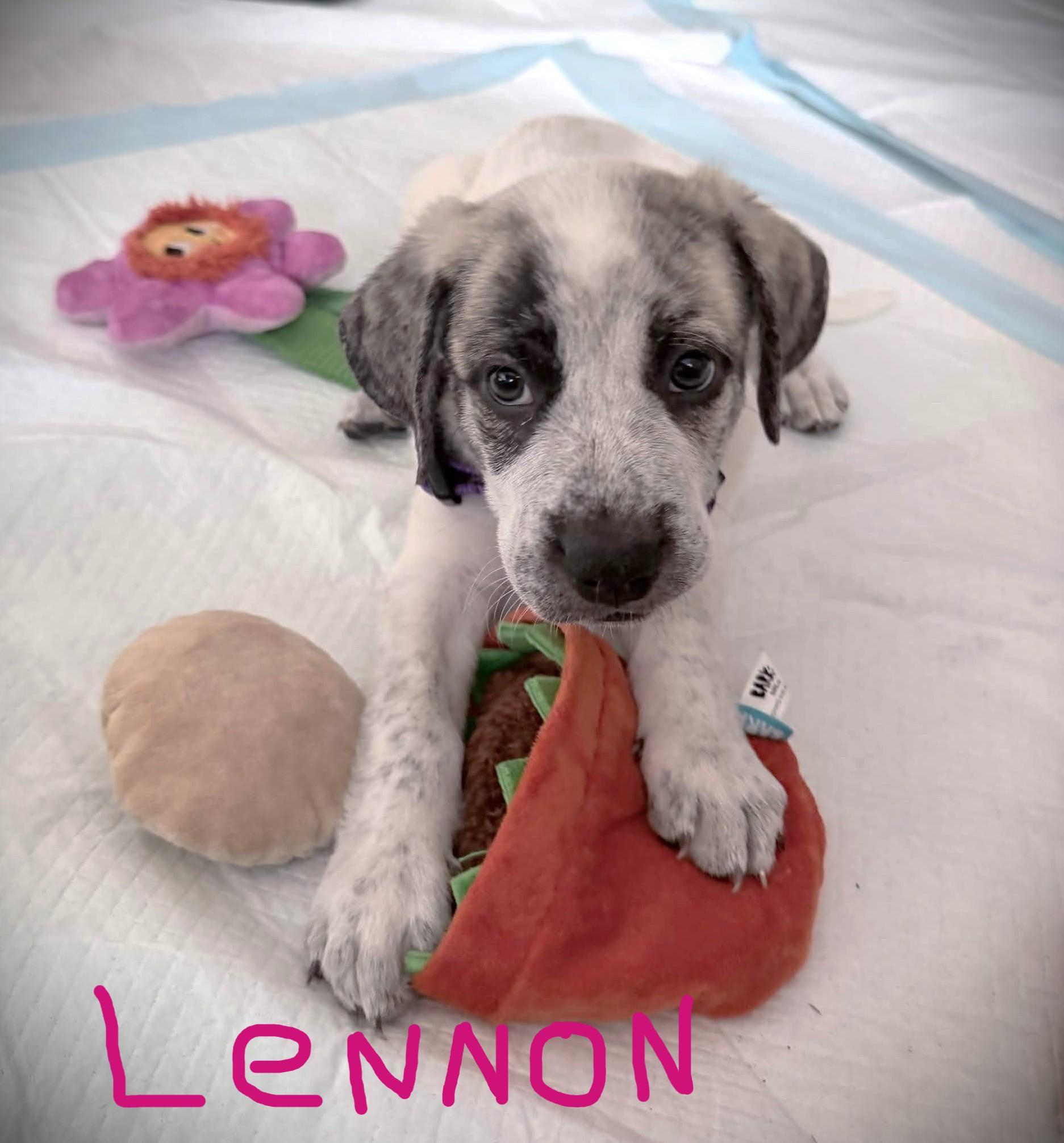 Enlarge The Beatles Pups.....George, Ringo, Lennon & Jude, a Adoptable mixed breed in Portland, OR image 3/4